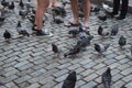 Group of hungry pigeons gather on street in old san juan puerto rico Royalty Free Stock Photo