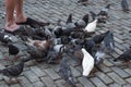 Group of hungry pigeons gather on street in old san juan puerto rico Royalty Free Stock Photo