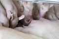 A Group of Hungry Piglets