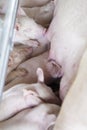 A Group of Hungry Piglets