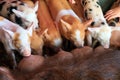 Group of hungry piglets Royalty Free Stock Photo