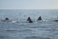 Group of humpback whales Royalty Free Stock Photo