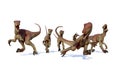 Velociraptor pack, hunting theropod dinosaurs, 3d illustration isolated on white background Royalty Free Stock Photo