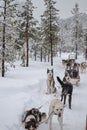 Sledge dogs