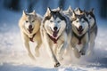 Group of Husky Dogs Running Snow Cold Winter Outside Play Team Musher Sled, Husky sled dogs racing in a winter competition,