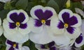 Group of Hybrid magenta and white Pansy