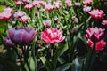 Group hybrid tulip flowers with violet and red-pink color fluffy petals. In sunlight in garden.Classic pink, white and Royalty Free Stock Photo