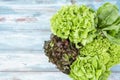 The Group of Hydroponic vegetables on blue wooden background. Green butter head, Red Oak, Green Oak, Green coral and Green cos Royalty Free Stock Photo