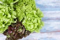 The Group of Hydroponic vegetables on blue wooden background. Green butter head, Red Oak, Green Oak, Green coral and Green cos Royalty Free Stock Photo