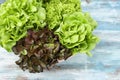 The Group of Hydroponic vegetables on blue wooden background. Green butter head, Red Oak, Green Oak, Green coral and Green cos Royalty Free Stock Photo