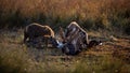 Group of hyenas finishing the meal after the lion's dinner in Masai Mara, Kenya