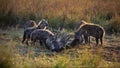 Group of hyenas praying on a carcass in Masai Mara, Kenya