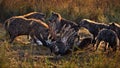 Group of hyenas preying on a hyena carcass in Masai Mara, Kenya