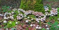 Mushrooms in large amounts