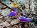 A group of Hypselodoris variobranchia nudibranches