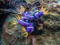 A group of Hypselodoris variobranchia nudibranches