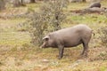 Group of Iberian pig in the meadow, Spain