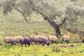 Group of Iberian pig in the meadow, Spain