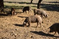 Group of Iberian pigs eating acorns in the pasture next to the oaks. Scientific name Sus scrofa domesticus. Concept livestock, ham