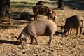 Group of Iberian pigs eating acorns in the pasture next to the oaks. Scientific name Sus scrofa domesticus. Concept livestock, ham