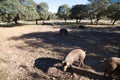 Group of Iberian pigs eating acorns under the holm oaks in the Dehesa or countryside. Concept of Iberian ham and nutrition