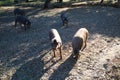 Group of Iberian pigs eating acorns under the holm oaks in the Dehesa or countryside. Concept of Iberian ham and nutrition