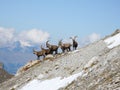 Group of ibex on a mountain slope near Klosters Royalty Free Stock Photo