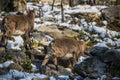 Group of ibex in winter season Royalty Free Stock Photo