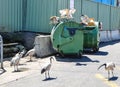 The group of ibis bird trying to feed themselves by picking some food from a garbage bin.