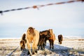 A group of Icelandic horses behind a barbed wire fence in the sn Royalty Free Stock Photo