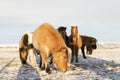 A group of Icelandic horses behind a barbed wire fence in the sn Royalty Free Stock Photo