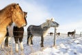 A group of Icelandic horses behind a barbed wire fence in the sn Royalty Free Stock Photo