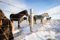 A group of Icelandic horses behind a barbed wire fence in the sn Royalty Free Stock Photo