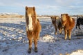 A group of Icelandic horses behind a barbed wire fence in the sn Royalty Free Stock Photo