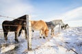 A group of Icelandic horses behind a barbed wire fence in the sn Royalty Free Stock Photo