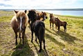 Group of Icelandic horses with foals on green grass, domestic animals, landscape Royalty Free Stock Photo