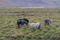 Group of Icelandic horses in a green bumpy field