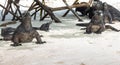 Group of iguanas on the Tortuga Bay beach in the Galapagos Islands Royalty Free Stock Photo