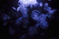 Group of illuminated purple jellyfish swimming in dark water Royalty Free Stock Photo