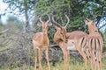 A group of Imapala or deer posing in a game reserve Royalty Free Stock Photo