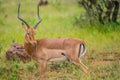 A group of Imapala or deer posing in a game reserve Royalty Free Stock Photo