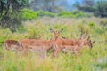 A group of Imapala or deer posing in a game reserve Royalty Free Stock Photo