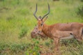 Imapala ram or deer posing in a game reserve Royalty Free Stock Photo