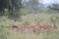 A group of Imapala or deer posing in a game reserve Royalty Free Stock Photo