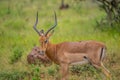 A group of Imapala or deer posing in a game reserve Royalty Free Stock Photo