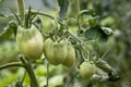 A group of immature green tomatoes growing on branch in the greenhouse Royalty Free Stock Photo