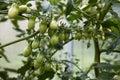 A group of immature green tomatoes growing on branch in the greenhouse Royalty Free Stock Photo