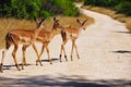 Group of Impala Antelopes (Aepyceros melampus) Royalty Free Stock Photo