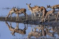 Group of Impala antelopes - Chobe River - Botswana