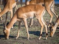 Group of impala antelopes feeding and grazing in front of Chobe River, Chobe National Park, Botswana, Africa Royalty Free Stock Photo